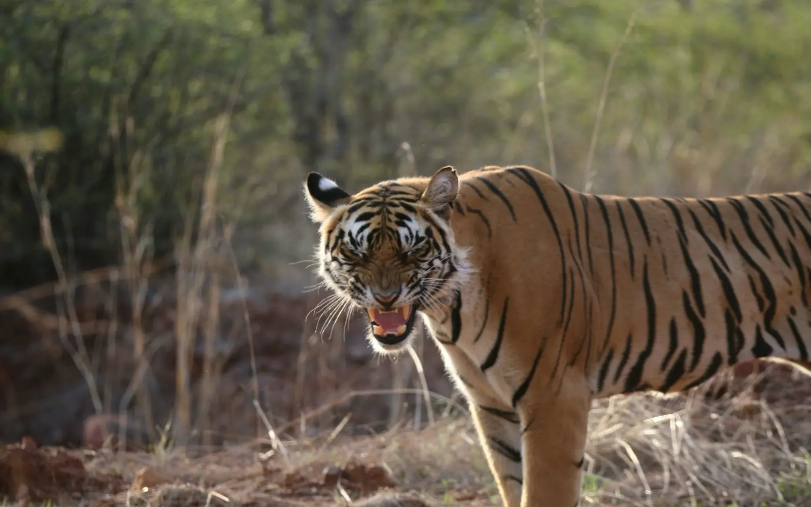 Ranthambore travel destination in Rajasthan with private tour and transport support