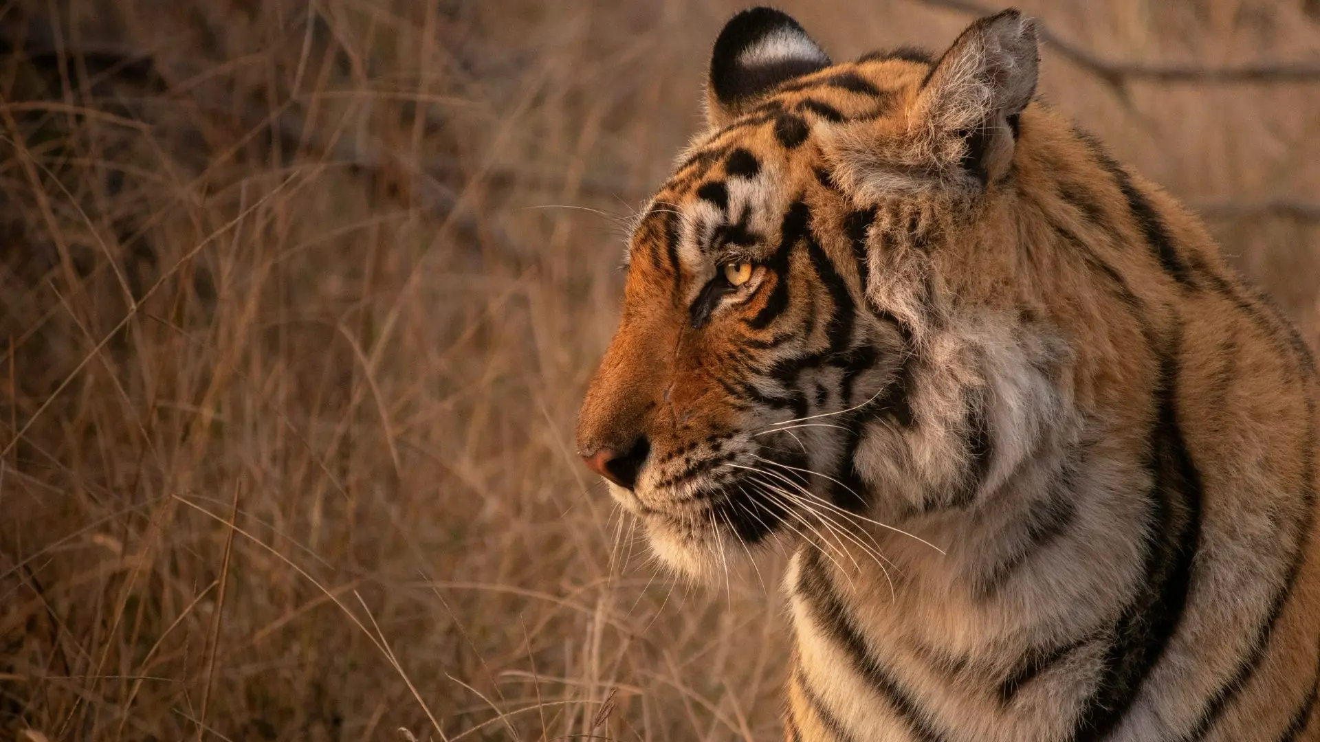 Ranthambore travel destination in Rajasthan with private tour and transport support