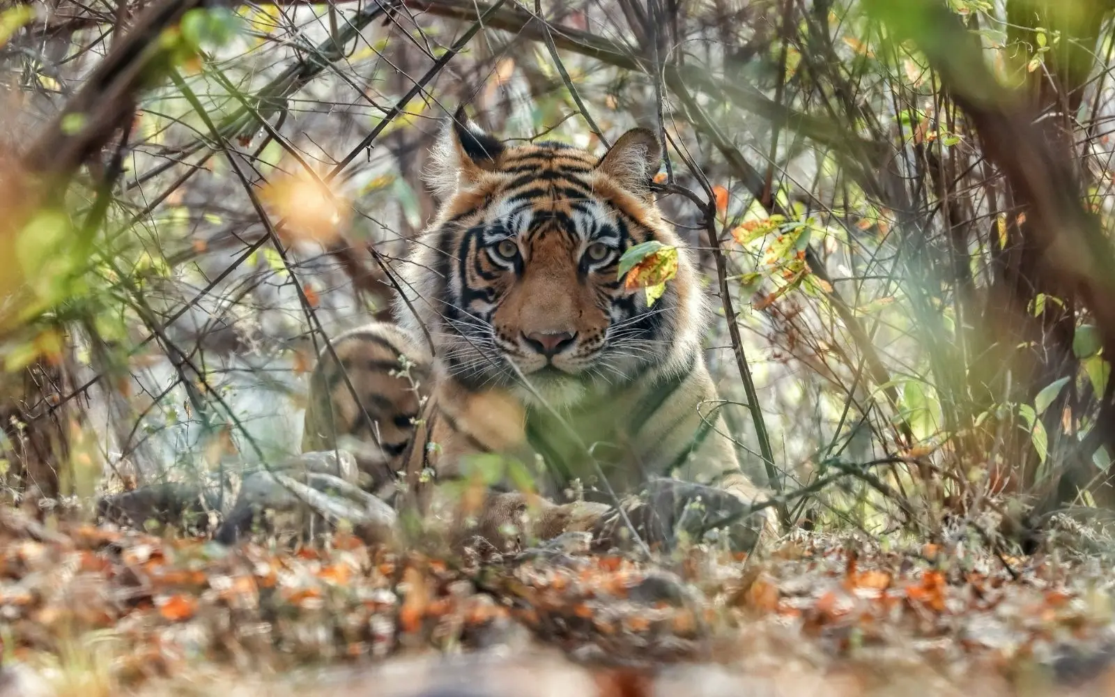 Golden Triangle & Ranthambore Wildlife Route covering Delhi · Agra · Ranthambore · Jaipur with private car and transport planning in India